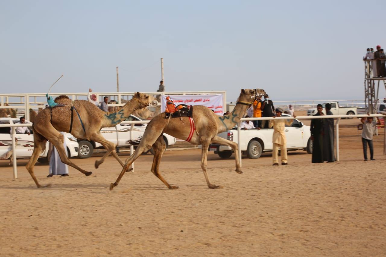 مهرجان الهجن